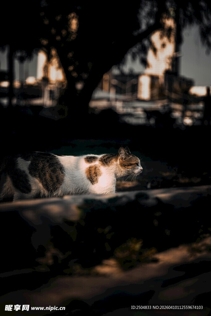 阳光下惬意休憩的猫咪