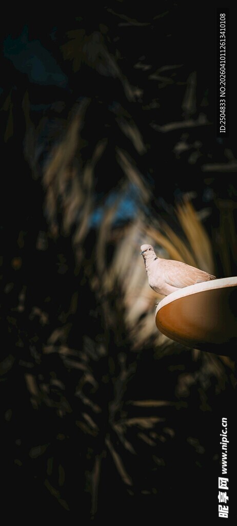 黑暗中熠熠生辉的蘑菇