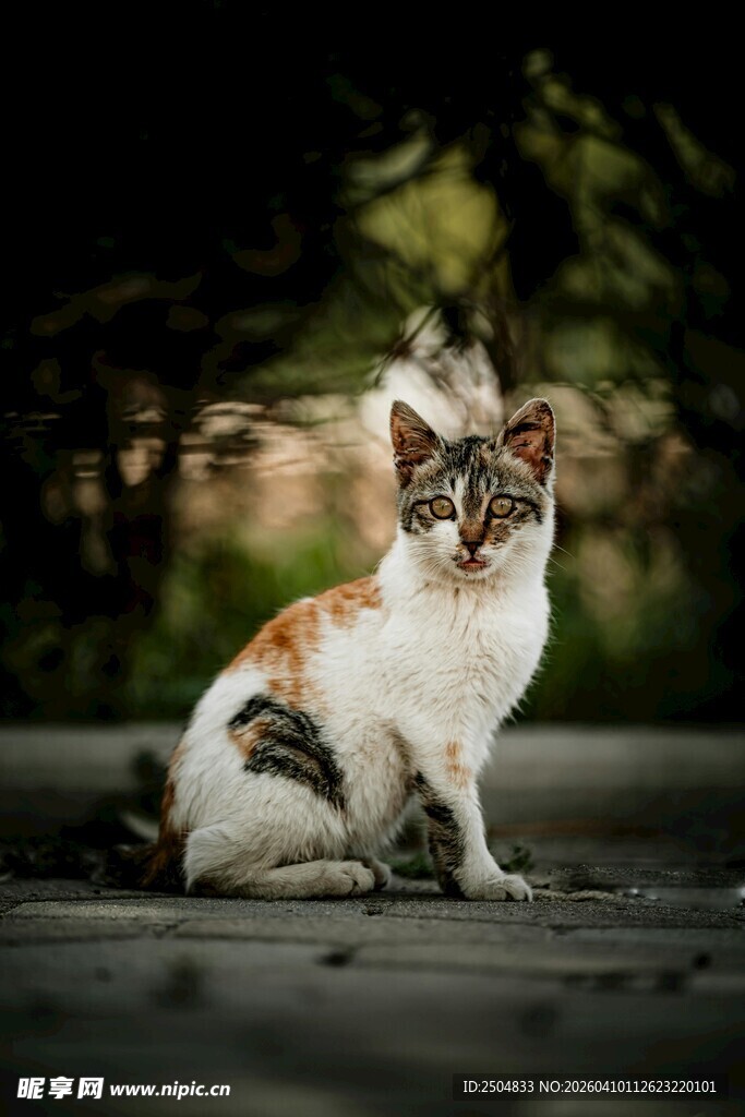 三色猫咪户外可爱模样