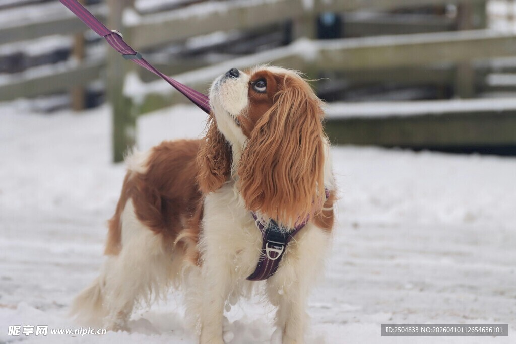 雪地中的可爱长毛猎犬