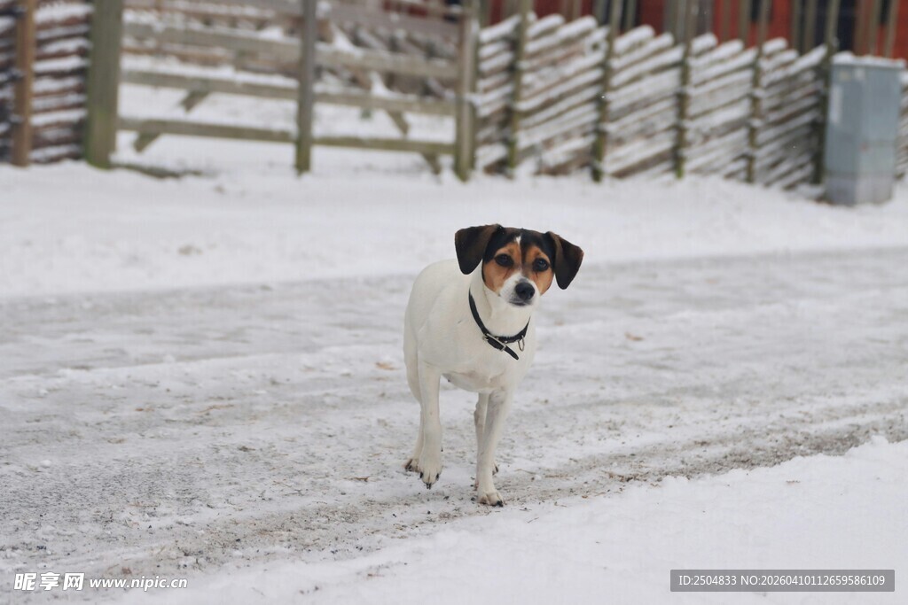 雪地中的欢快小狗