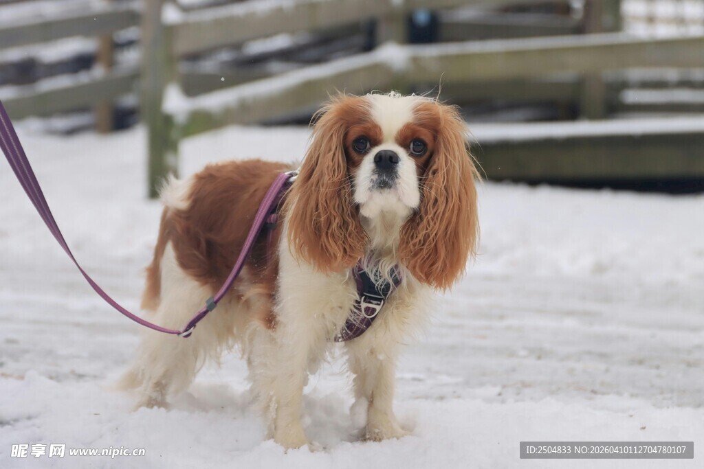 雪地中拴绳的可爱小狗