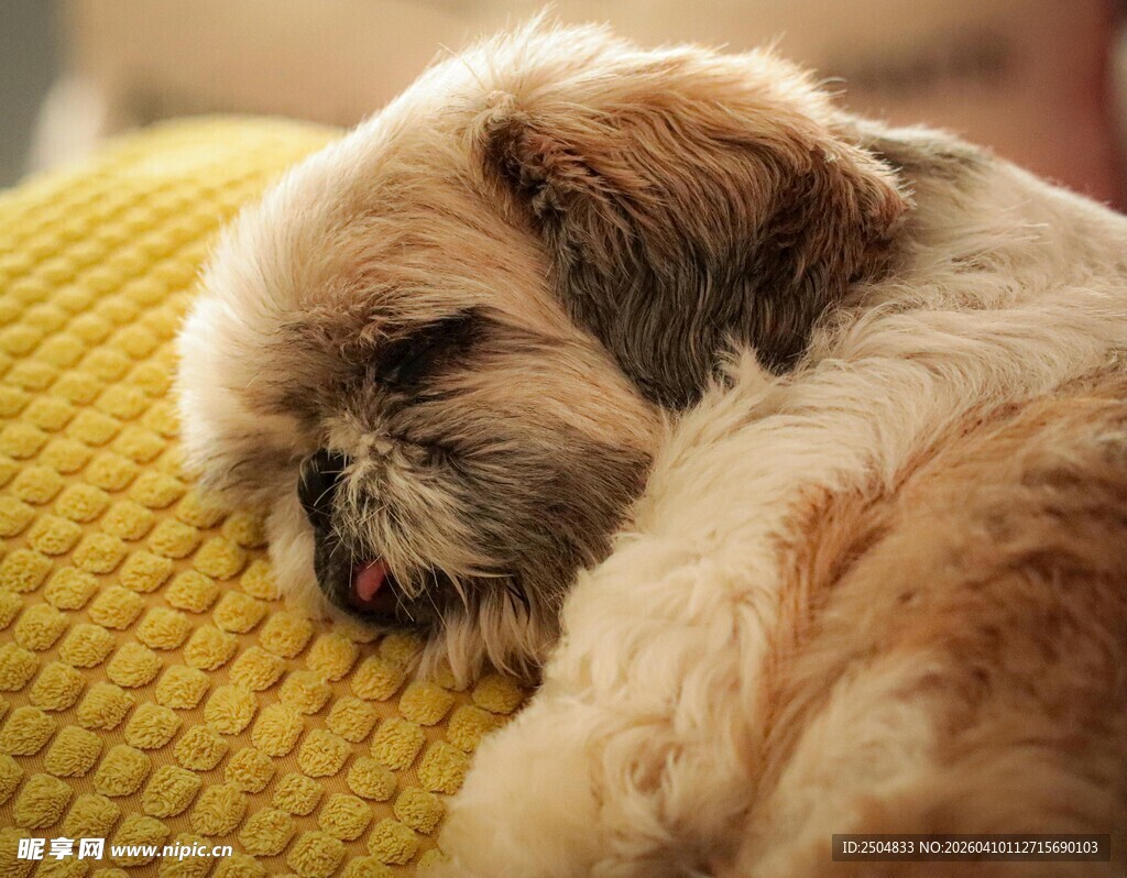 熟睡的可爱小狗