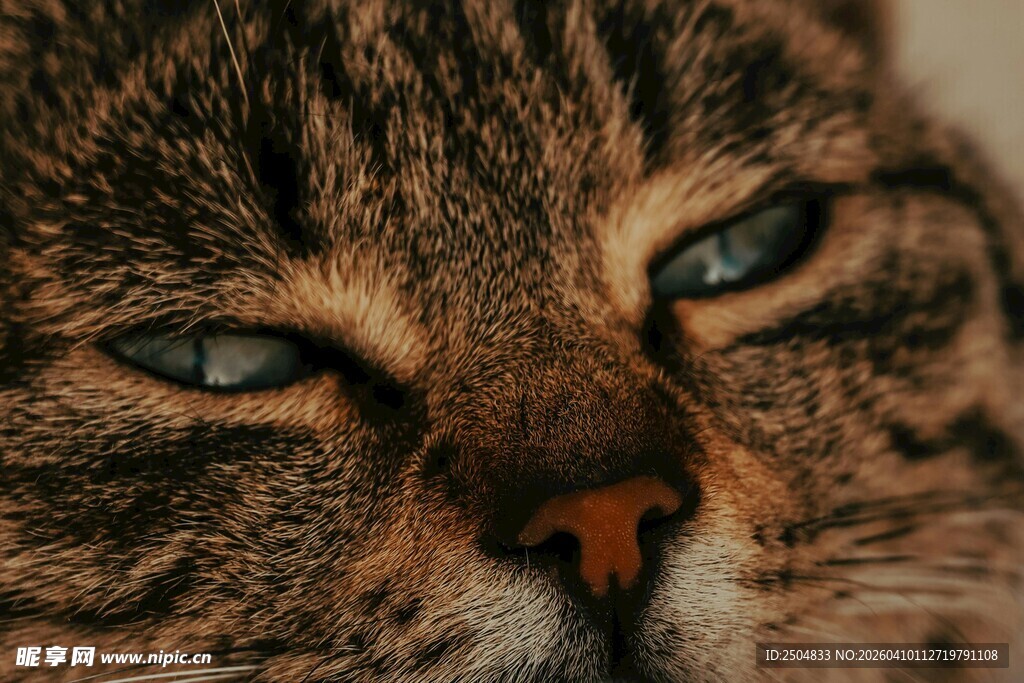 猫咪特写 慵懒的蓝眸