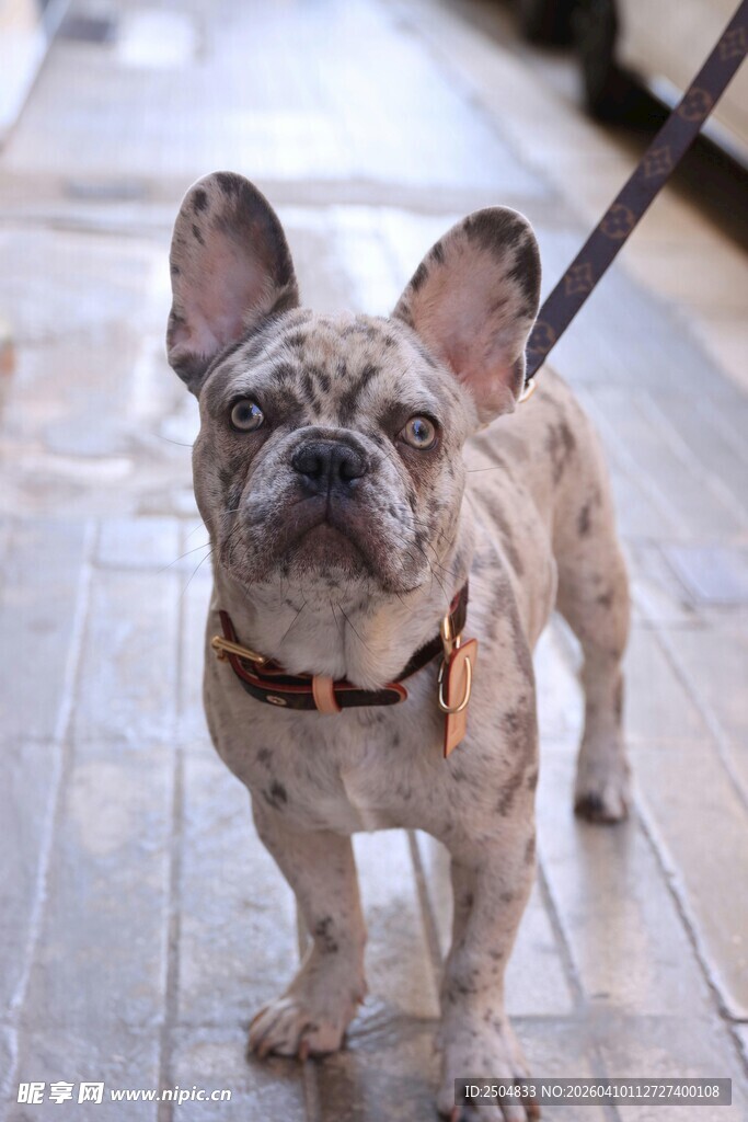 可爱法斗被牵引站立