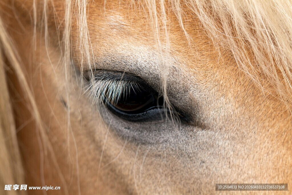 马的眼睛特写