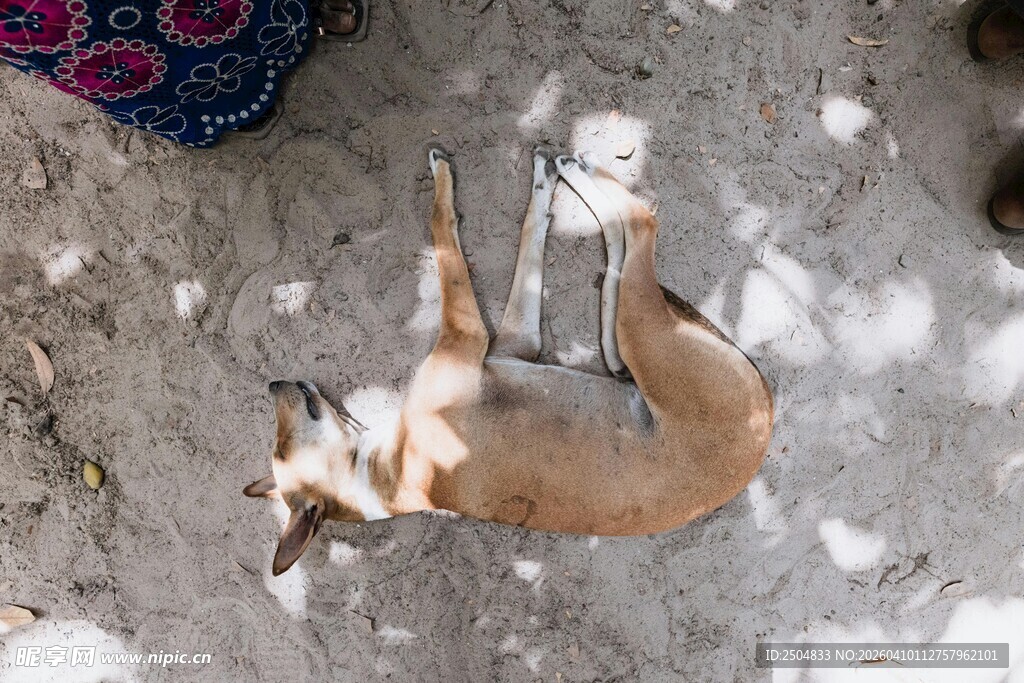 地上玩耍的可爱小狗狗