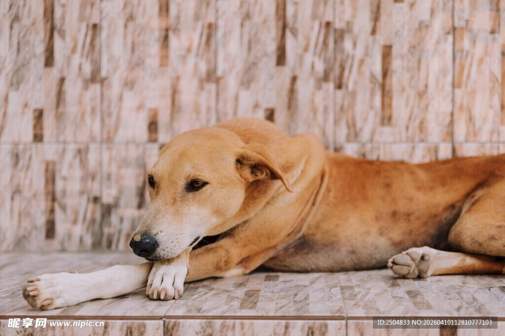 趴着的棕色狗狗