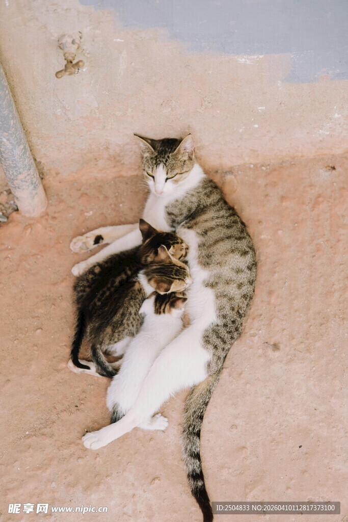 两只猫咪亲昵依偎