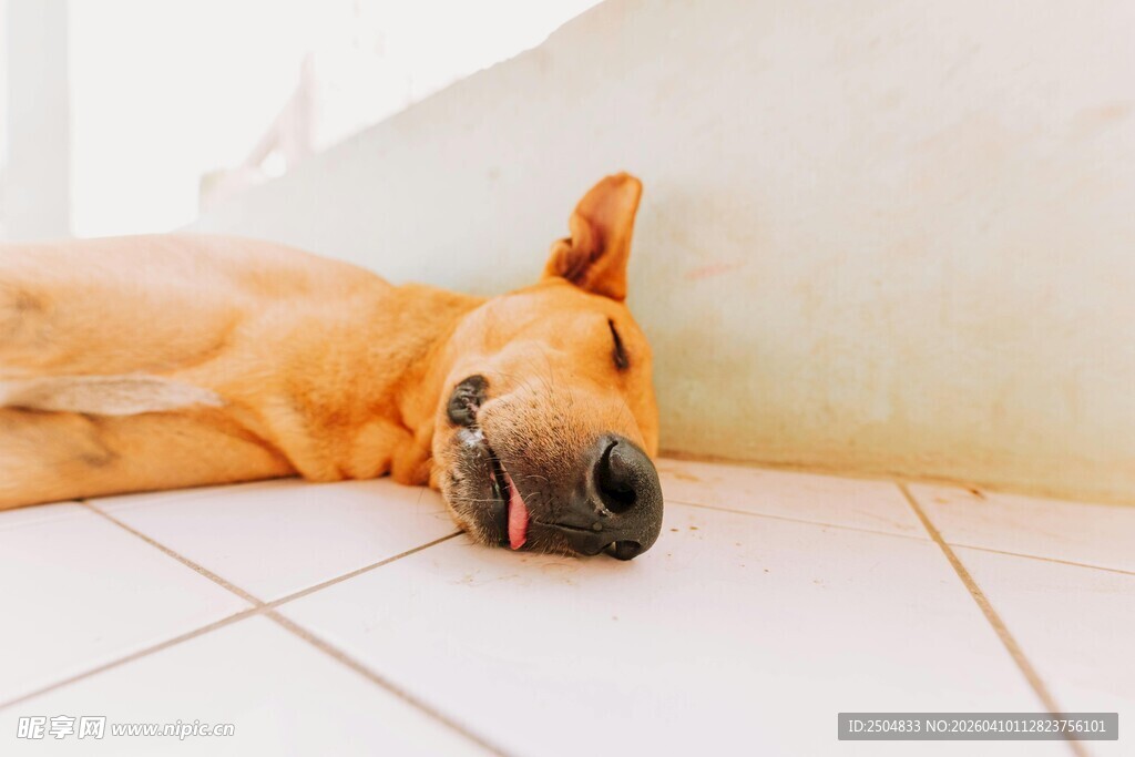 酣睡的小黄狗