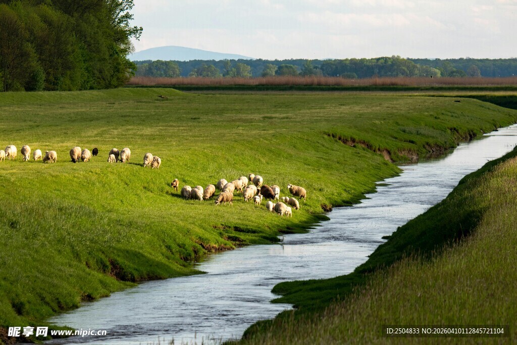 溪边草地羊群悠然景象