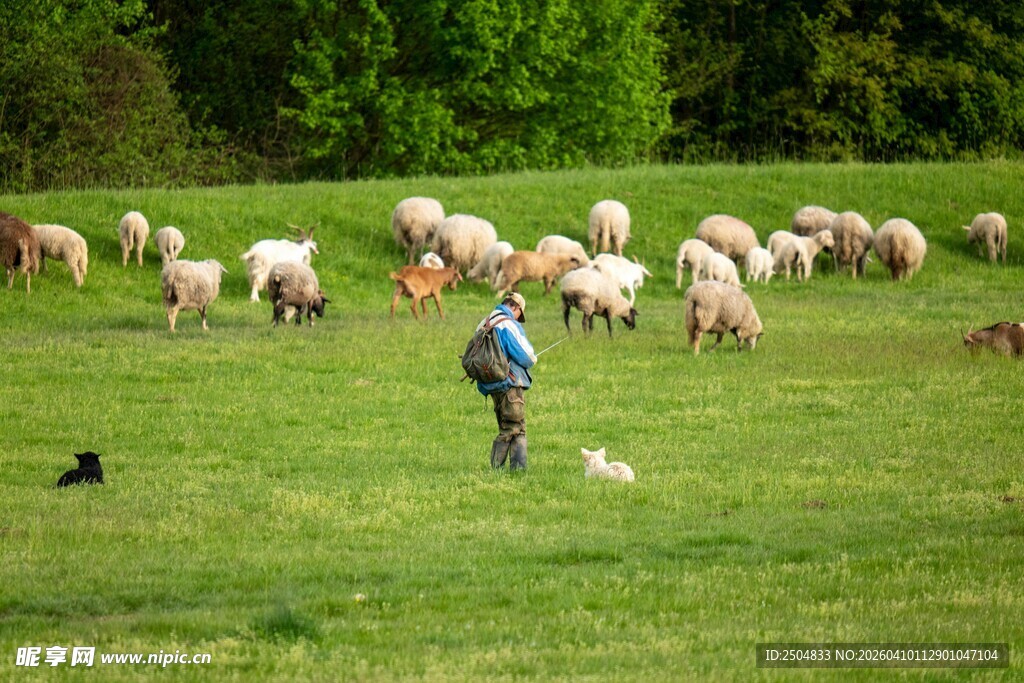 牧人于草地放牧众多羊群