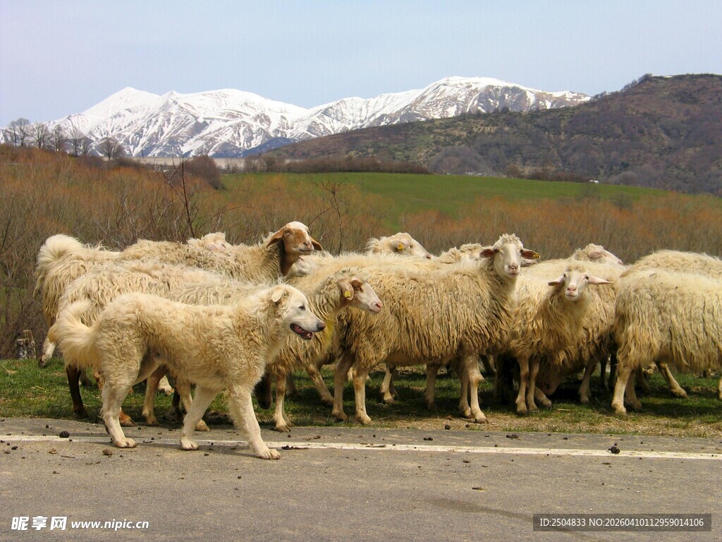 羊群漫步于草地与远山间