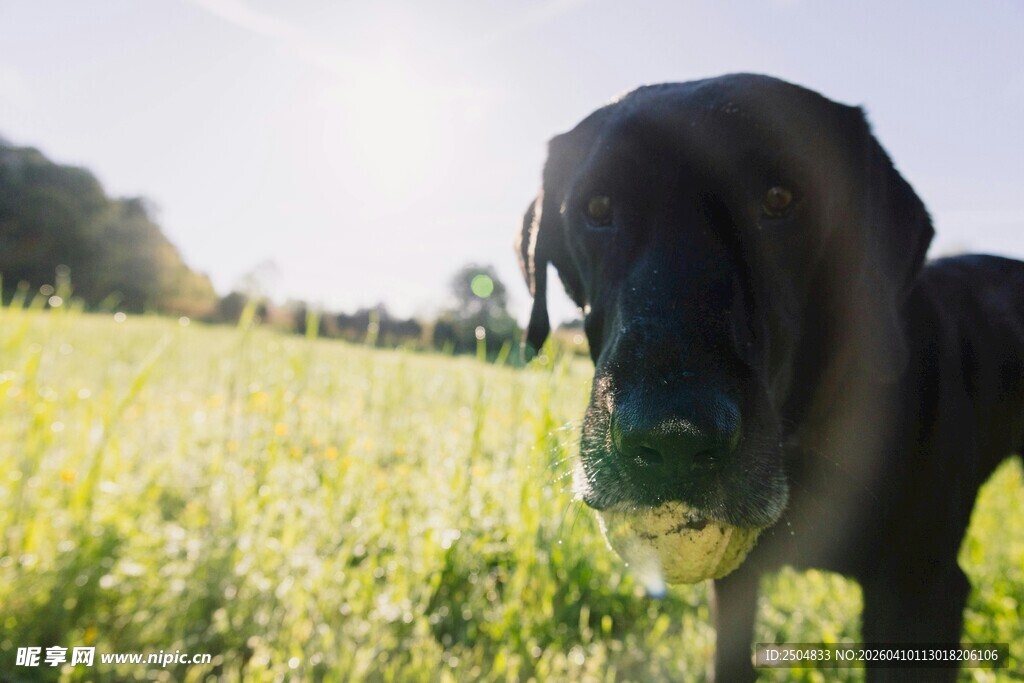 阳光下草地中的可爱大狗