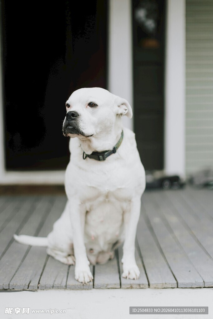 白色小狗坐于木质地板上