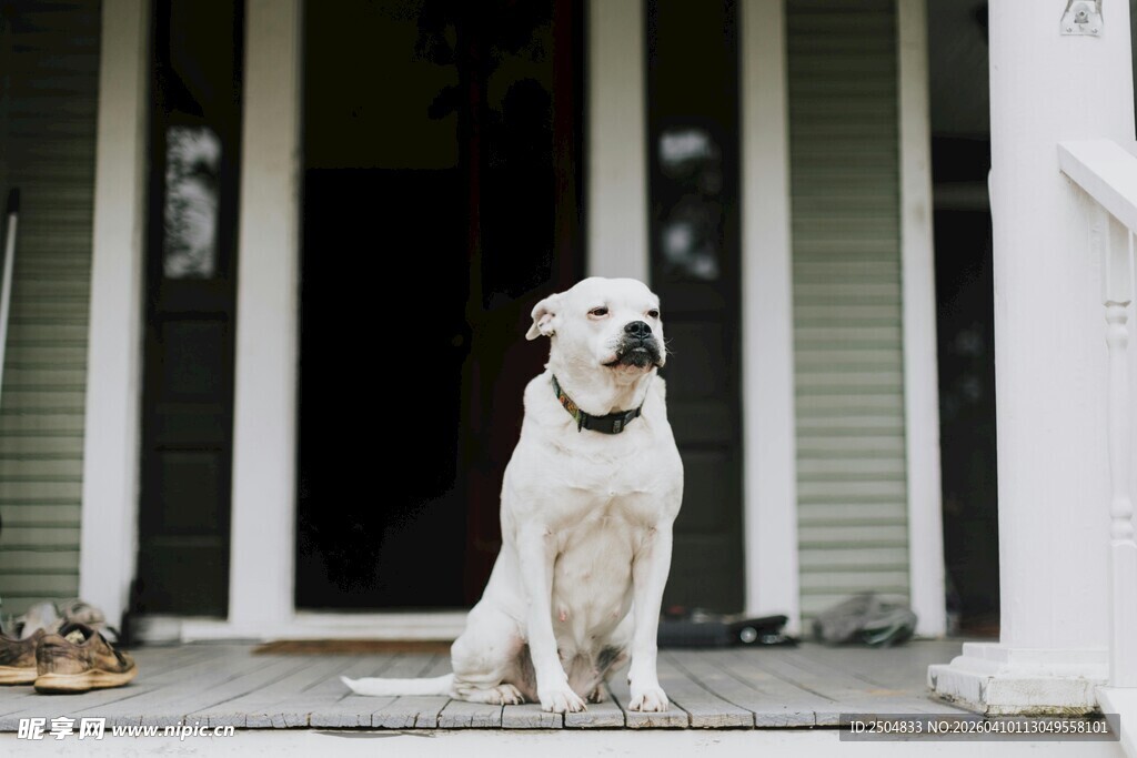门前端坐的白色大狗