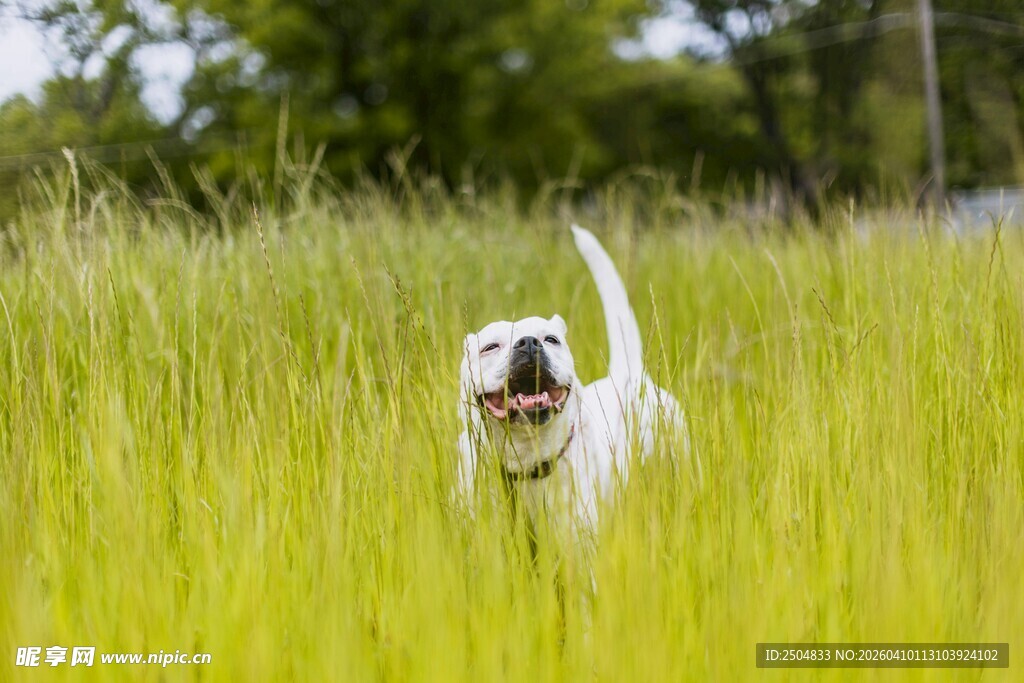 田野中奔跑的快乐白狗狗