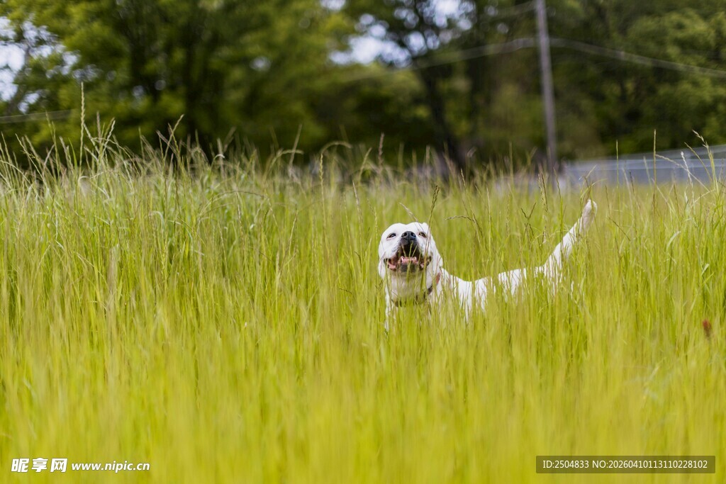田野中奔跑的欢乐狗狗