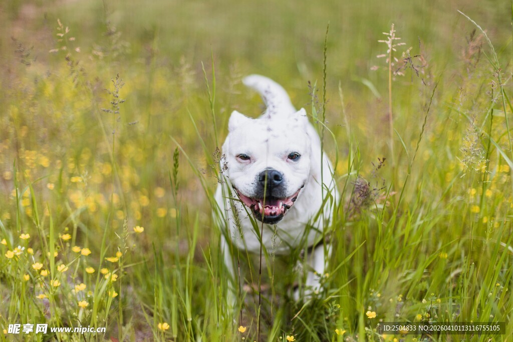 奔跑的白狗在烂漫花丛中