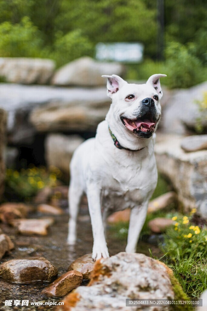 白色萌犬立于石间