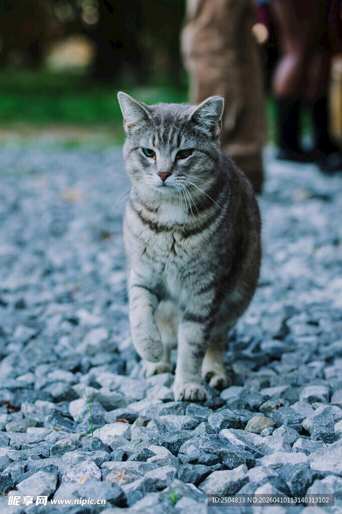 碎石路上行走的可爱猫咪