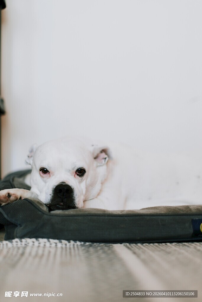 趴着的小白狗