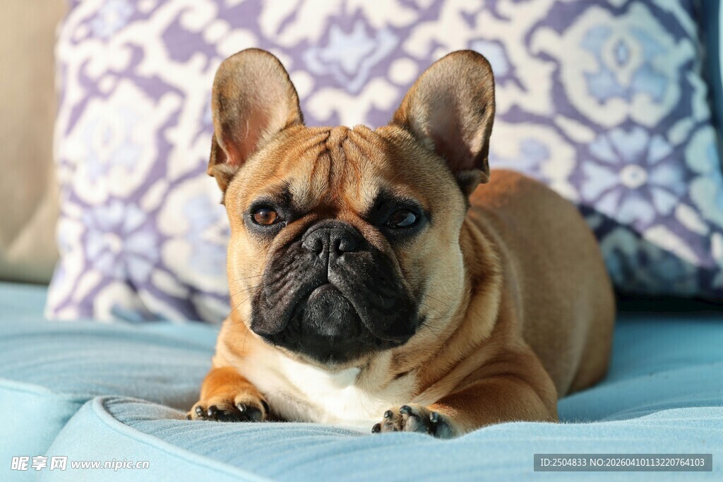 可爱法斗犬惬意躺沙发