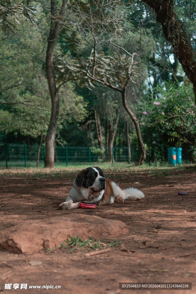 公园中休憩的狗狗