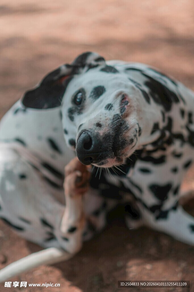 斑点狗啃咬骨头