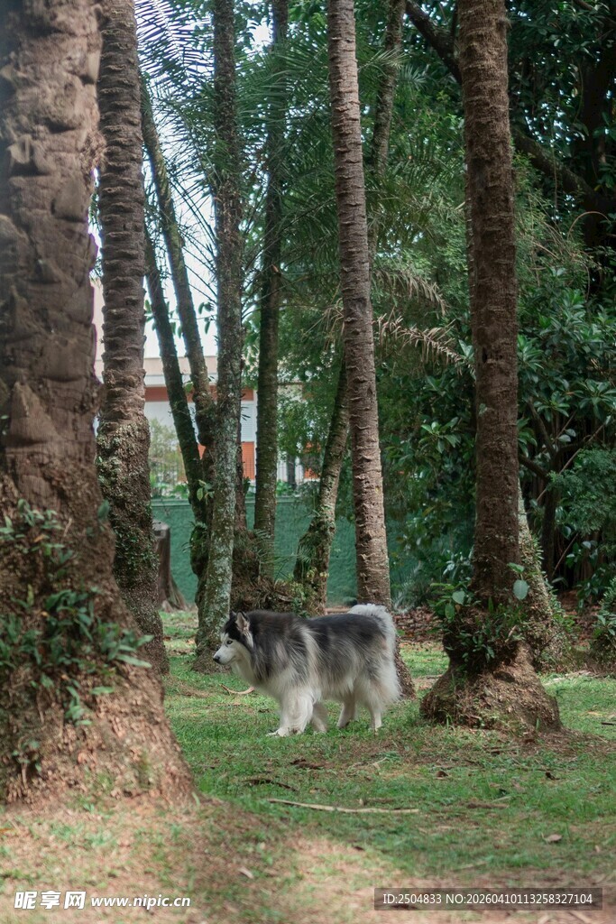 林间漫步的狗狗