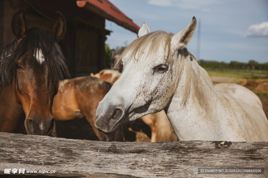 木栏旁的白马与棕马