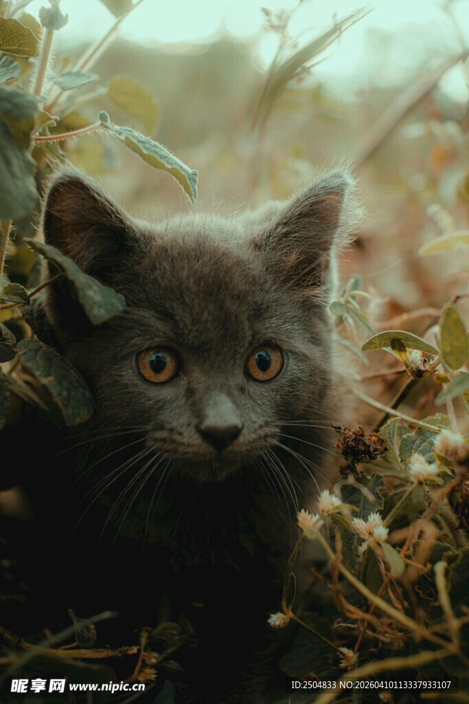 草丛中的好奇小猫咪