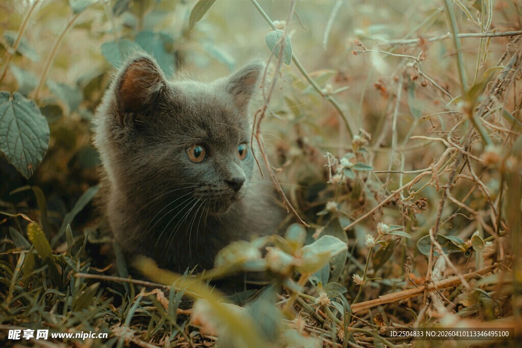 草丛中的可爱小灰猫