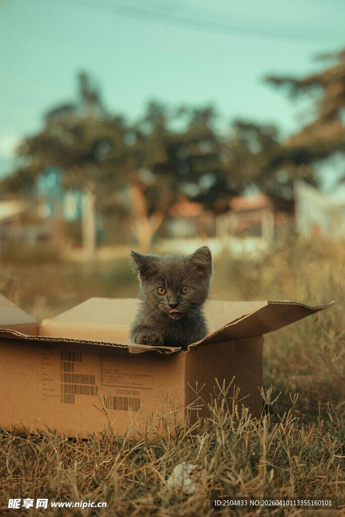 纸箱中的可爱小猫咪