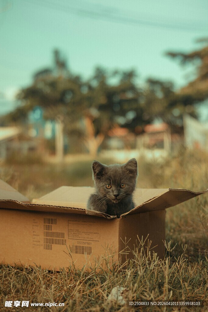 纸箱中的可爱小猫咪