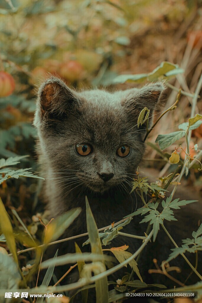 草丛中的灰色小猫