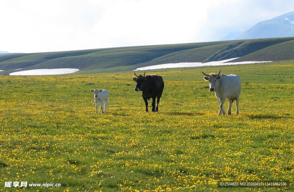 草原上的三头牛