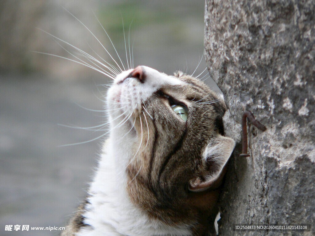 猫咪靠墙仰头望天空