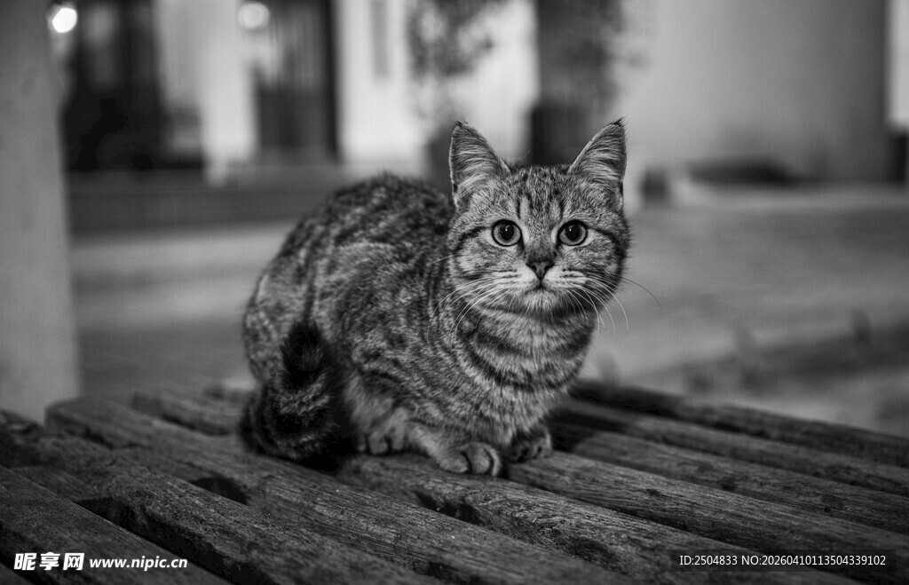 黑白照片中的可爱猫咪