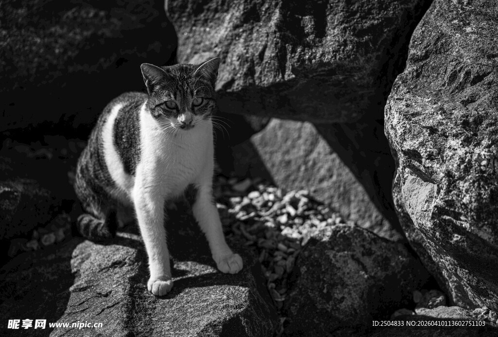 岩石上的猫咪