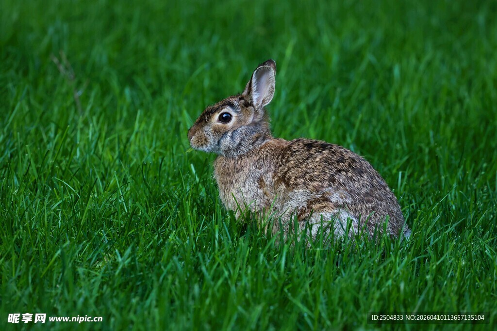 草地上的可爱野兔
