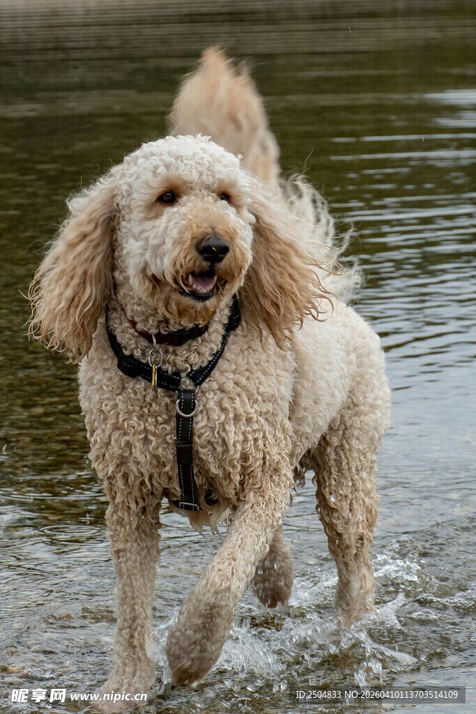 水中嬉戏的可爱卷毛犬