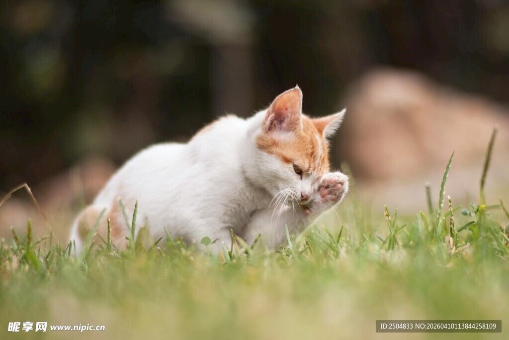 草地上的可爱猫咪