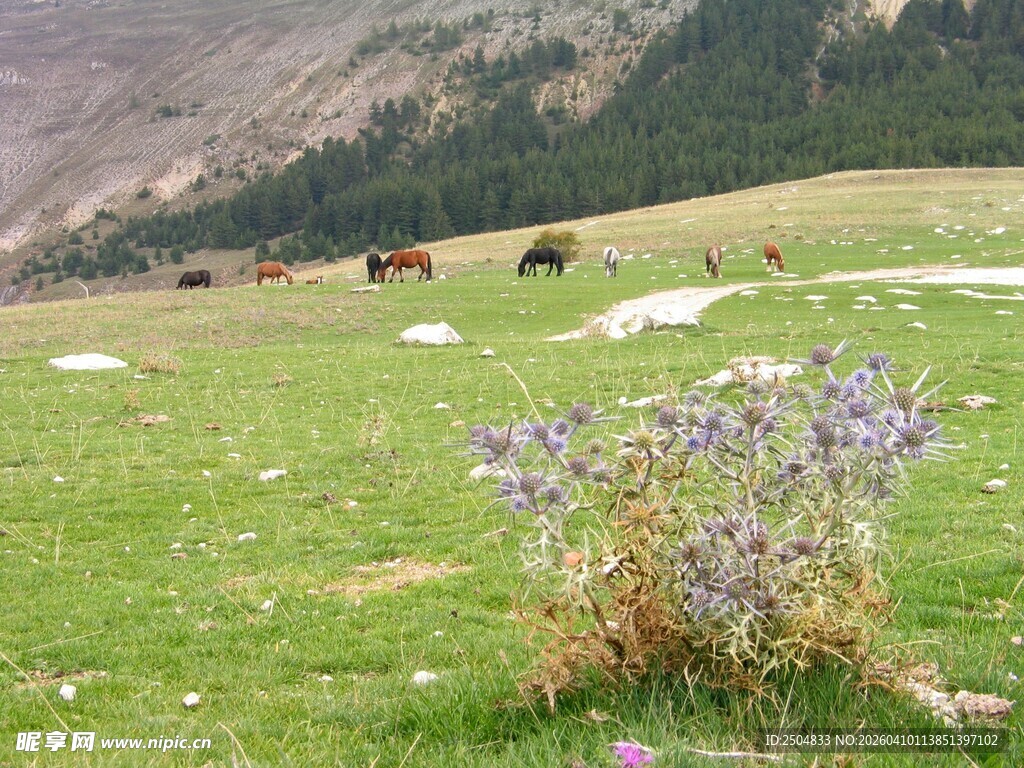 草原野花与远处的牛群