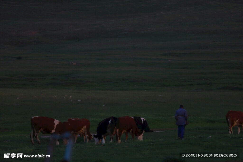 草原上的牧人与牛群