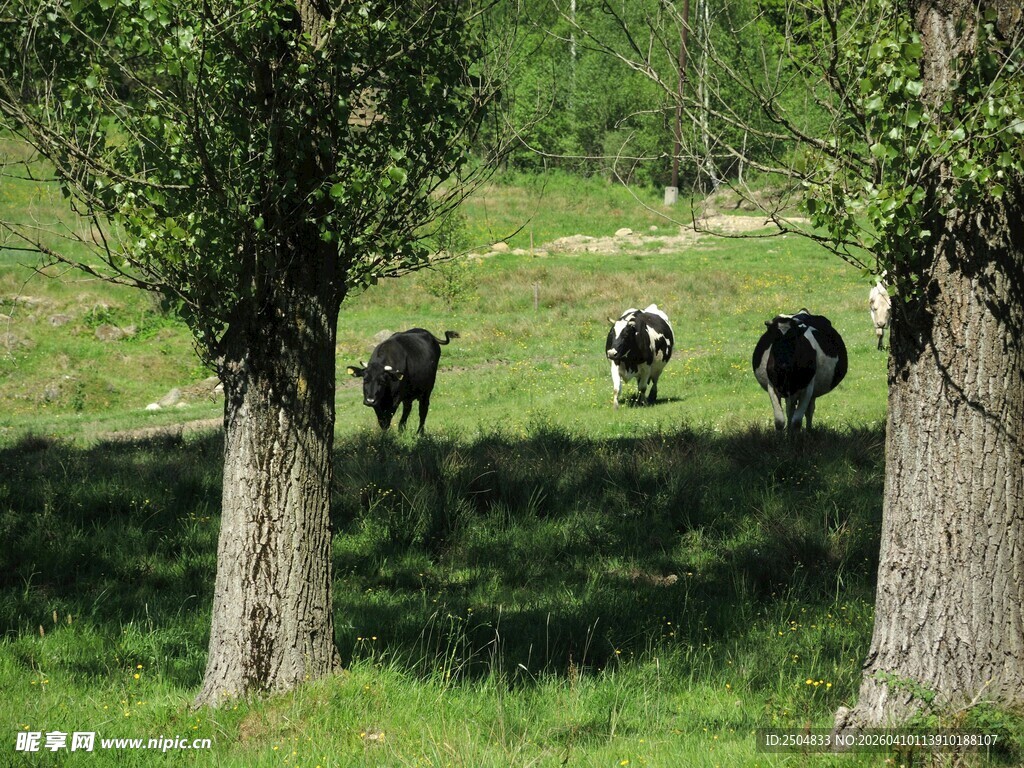 林间草地的悠闲牛群