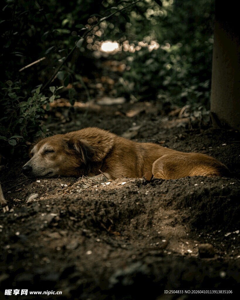 林间休憩的狗狗