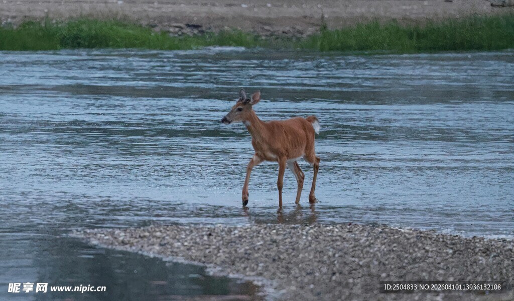 河边小鹿独立