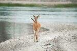 河边漫步的小鹿