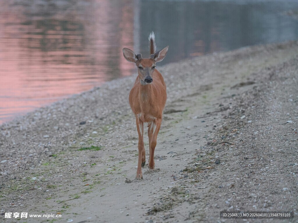 黄昏小径上的独行小鹿